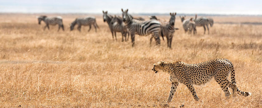 12 Days Kenya & Tanzania Wildlife Safari