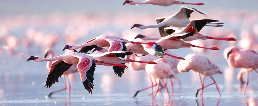 3 Days Lake Nakuru National Park Safari