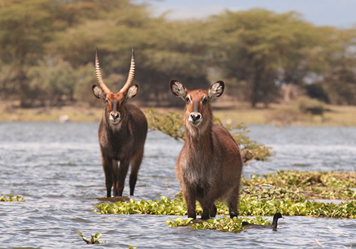 Lake Naivasha