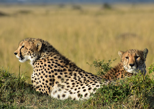 5 DAYS INCREDIBLE SAFARI MAASAI MARA-LAKE NAKURU LAKE NAIVASHA.